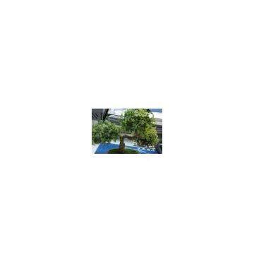 Sell Plastic Leaf (Simulation) Bonsai Tree (Export)