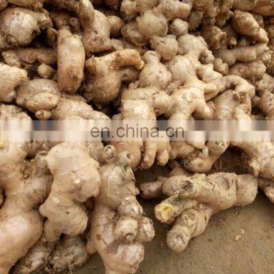 Fresh Ginger from Vietnam