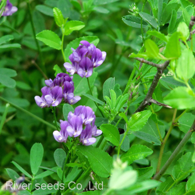 1kg Bulk Wholesale Pure Organic Alfalfa Grass Seed Lucerne Forage Crop Seeds for Sale photo-2