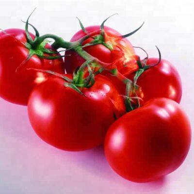 Kleinskalige Tomatenmark-Verarbeitungsanlage