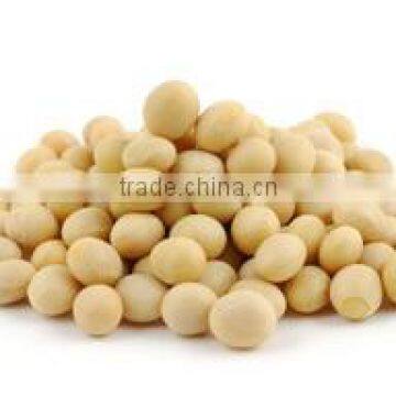 Soybean