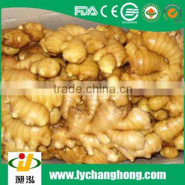 Best Quality Fresh Gingers photo-2