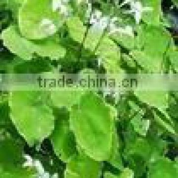 Epimedium Extract Icariin 10%-98% Chinese Herbal Sex Products