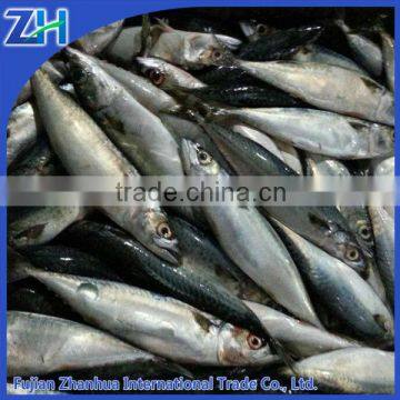 Frozen Japanese Mackerel 8-10 pcs/kg good quality for canning or market