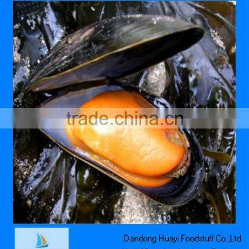 frozen mussel