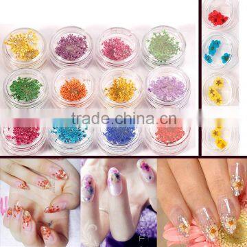 2016 Latest hot nail art dry flower decoration DIY flower dry for nail art