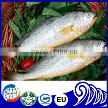 Frozen Yellow Croaker Fish on sale