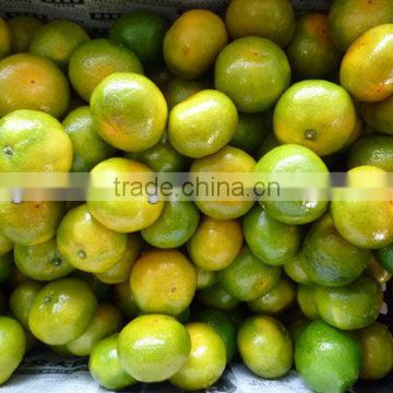 fresh nanfeng baby mandarin cheap price