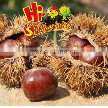 Hot Sale Organic Fresh Chinese Chestnut photo-2