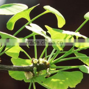 Organic Ginkgo Biloba Extract Powder