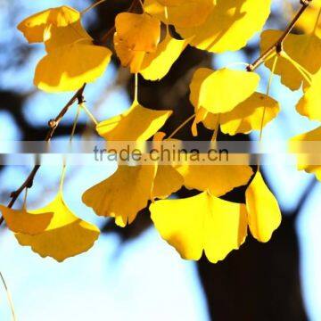Ginkgo Biloba Extract Powder