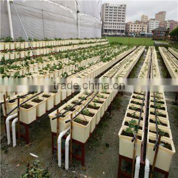 Hot Selling Bato Dutch Buckets for Tomatoes photo-6