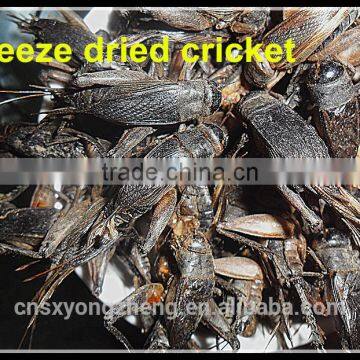 Microwave Dried Crickets For Pet Birds Food Manufacturer photo-2