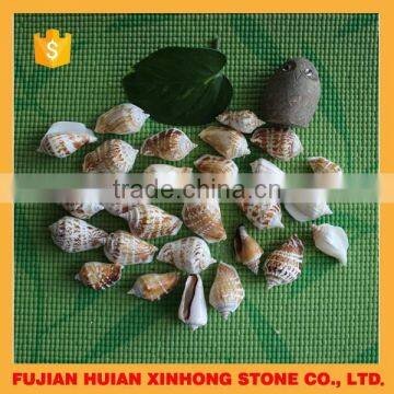 natural decotative semicassis inornata seashell for sale