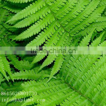 Artificial Fern photo-4