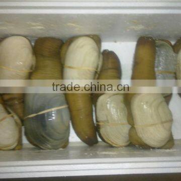 Live Geoduck (canadian) photo-5