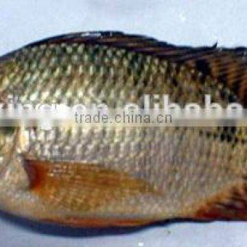 frozen fresh whole round IQF tilapia