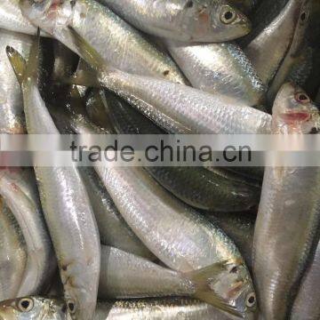 Best Price for Canning Frozen Sardine Seafood photo-5