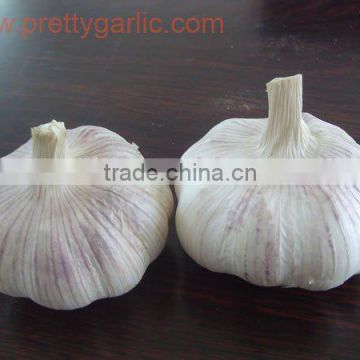 fresh normal white garlic