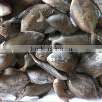 Frozen Black pomfret Whole round