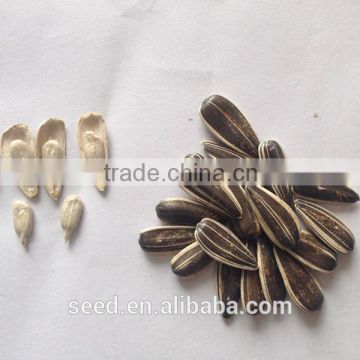 2014 new crop hybrid sunflower seeds S3089