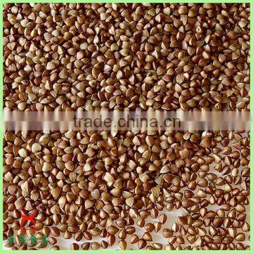 wholesale food grade brown roasted buckwheat kernels