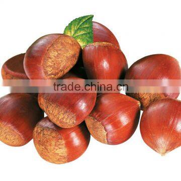 Open booking New Seasoned Fresh Chestnuts Healthy Chinese Chestnut