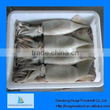 frozen squid seafood