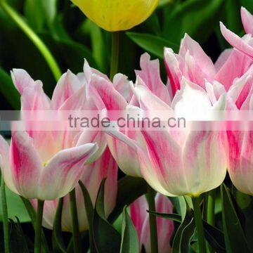 2016 top quality dutch tulips , the pink fresh cut tulip flowers From Kunming,