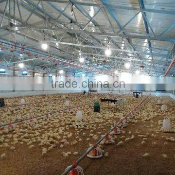 Broiler Chicken House in Poultry Farm