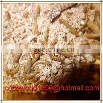 Top Quality Bulk Chicken Feed Dried Mealworms Insects photo-5