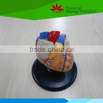 High quality Medical teaching human 2 part heart model