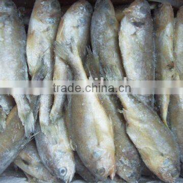 Frozen Whole Yellow Croaker Wild Caught IQF Small Yellow Croaker