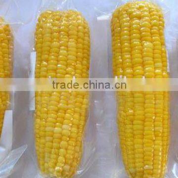 IQF frozen yellow corn cob in vacuum package