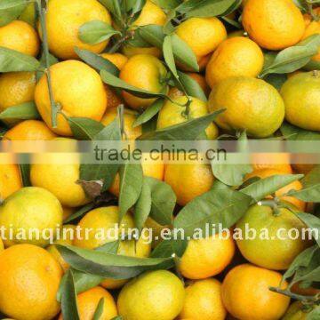 chinese mandarin orange