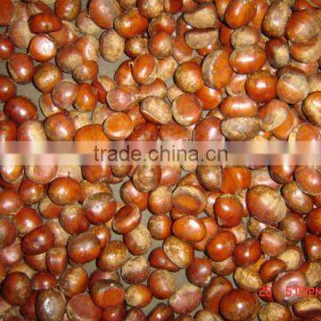 china cheap fresh chestnut