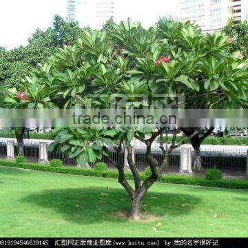 White Flowers Plumeria