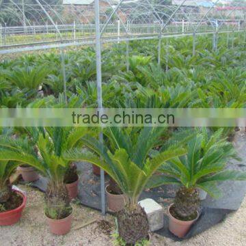 Small Cycas Revoluta