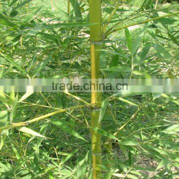 Shibataea Chinensis Nakai photo-2