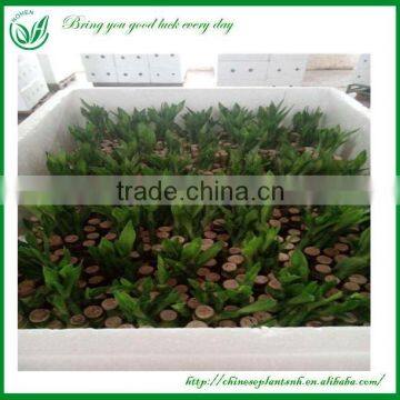 Indoor Straight Lucky Bamboo Plants Sale photo-4