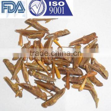 Animal Feed Dried Grasshopper photo-2