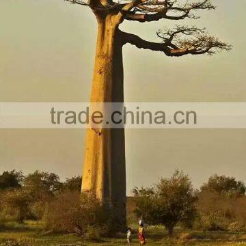 SJ2000599 High Simulation Large Outdoor Tree Artificial Baobab Arvore photo-2