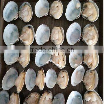 COOKED AND FROZEN SHORT NECKED CLAM