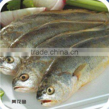 frozen yellow croaker