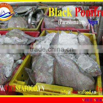 FROZEN BLACK POMFRET WHOLE ROUND