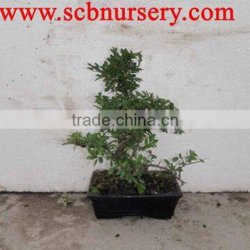 Chinese Ulmus indoor bonsai wholesale