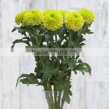 Natural Fresh Cut Decorative Mini Colorful Chrysanthumum Flowers As Gift For Friends From Yunnan, China photo-3