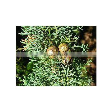 Cypress Oil photo-3