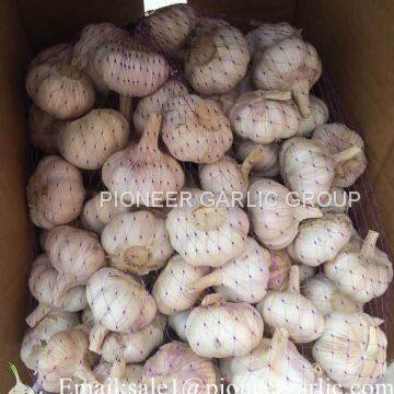 Loose Packing 5.5-6cm Fresh Red Garlic Produced In Jinxiang Shandong China photo-3