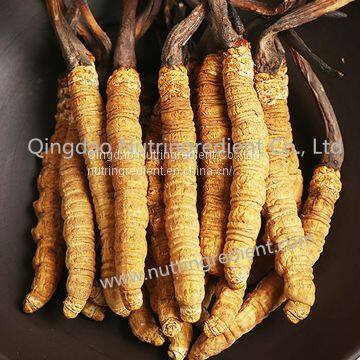 Cordyceps sinensis extract powder